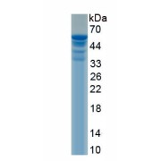 SDS-PAGE analysis of recombinant Rat MAP2 Protein.