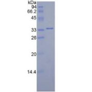 SDS-PAGE analysis of Mouse MAP2K2 Protein.