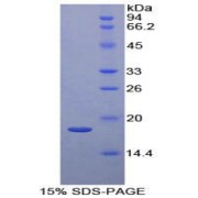 SDS-PAGE analysis of Human MAPKSP1 Protein.