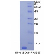 SDS-PAGE analysis of recombinant Mouse MCP5 Protein.