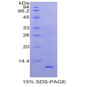 SDS-PAGE analysis of Human Motilin Protein.