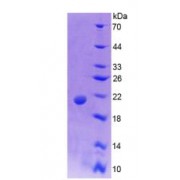 SDS-PAGE analysis of Rat Mucin 5AC Protein.