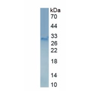 SDS-PAGE analysis of Mouse Mucin 5B Protein.