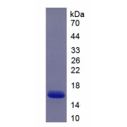 SDS-PAGE analysis of recombinant Human MUC5B Protein.