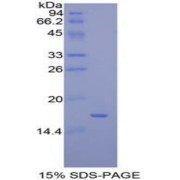 SDS-PAGE analysis of Mouse CCL28 Protein.