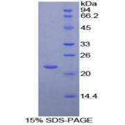 SDS-PAGE analysis of recombinant Human MPL Protein.