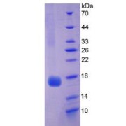 SDS-PAGE analysis of Rat Myoglobin Protein.