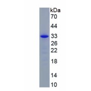 SDS-PAGE analysis of Mouse Myosin IE Protein.