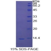 SDS-PAGE analysis of Cow Myostatin Protein.