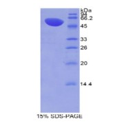 SDS-PAGE analysis of recombinant Mouse MX1 Protein.