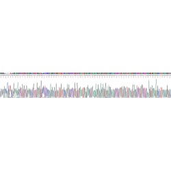 Mouse Interferon-Induced GTP-Binding Protein Mx1 (MX1) Protein