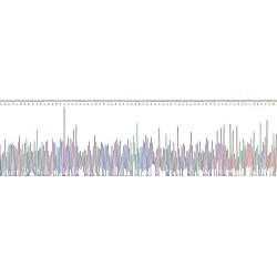 Human Protein O-GlcNAcase / MGEA5 (OGA) Protein