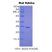 SDS-PAGE analysis of Rat NAGa Protein.