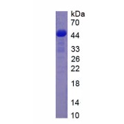 SDS-PAGE analysis of Rat Neprilysin Protein.