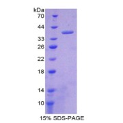 SDS-PAGE analysis of Rat Nesfatin 1 Protein.