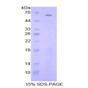 SDS-PAGE analysis of Mouse Nestin Protein.