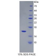 SDS-PAGE analysis of Rat Neuregulin 1 Protein.