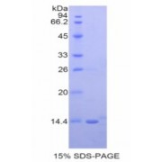 SDS-PAGE analysis of recombinant Human Neuregulin 2 Protein.