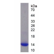 SDS-PAGE analysis of recombinant Mouse Neuropilin 1 (NRP1) Protein.