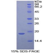 SDS-PAGE analysis of Mouse Neurotensin Protein.