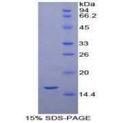 SDS-PAGE analysis of Human Neurotrophin 3 Protein.