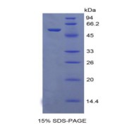 SDS-PAGE analysis of Mouse NAP3 Protein.