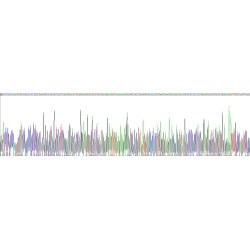 Dog Neutrophil Gelatinase Associated Lipocalin / NGAL (LCN2) Protein