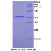 SDS-PAGE analysis of Rat NEK2 Protein.