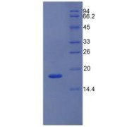 SDS-PAGE analysis of Mouse NOS1 Protein.