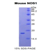 SDS-PAGE analysis of Mouse NOS1 Protein.