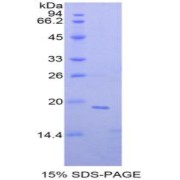 SDS-PAGE analysis of Mouse NME4 Protein.