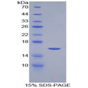 SDS-PAGE analysis of recombinant Mouse NRARP Protein.