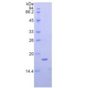 SDS-PAGE analysis of Mouse Nucleophosmin Protein.