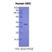 SDS-PAGE analysis of Human ODC1 Protein.