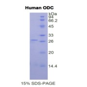 SDS-PAGE analysis of Human ODC1 Protein.