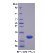 SDS-PAGE analysis of Mouse Osteoglycin Protein.