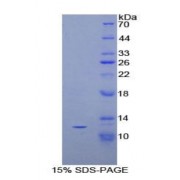 SDS-PAGE analysis of Rat Peptide YY Protein.