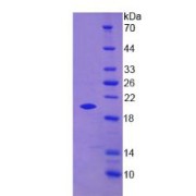 SDS-PAGE analysis of recombinant Mouse PGLYRP1 Protein.