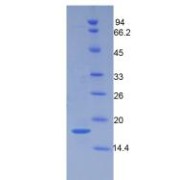 SDS-PAGE analysis of Mouse Periostin Protein.