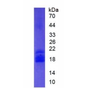 SDS-PAGE analysis of Mouse PPARD Protein.