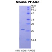 SDS-PAGE analysis of Mouse PPARD Protein.