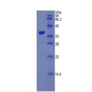 SDS-PAGE analysis of recombinant Rat SULT1A1 Protein.