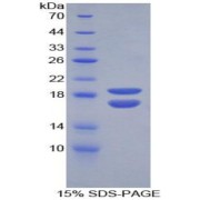 SDS-PAGE analysis of Mouse PHPT1 Protein.