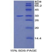 SDS-PAGE analysis of Rat PIK3AP1 Protein.