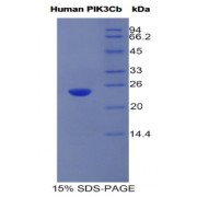 SDS-PAGE analysis of Human PIK3CB Protein.