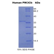 SDS-PAGE analysis of Human PIK3CB Protein.