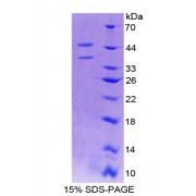 SDS-PAGE analysis of Mouse PGF Protein.