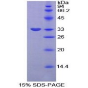 SDS-PAGE analysis of Rat PAI2 Protein.