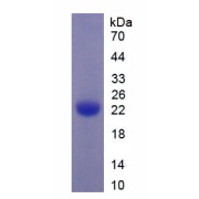 SDS-PAGE analysis of Mouse tPA Protein.