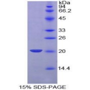 SDS-PAGE analysis of recombinant Pig uPA Protein.